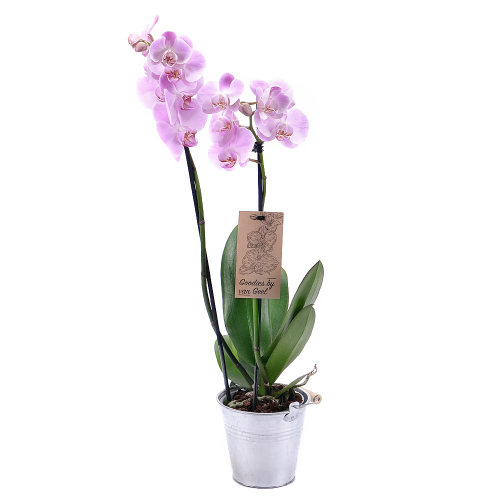 Lila orchidea fonott csomagolásban
